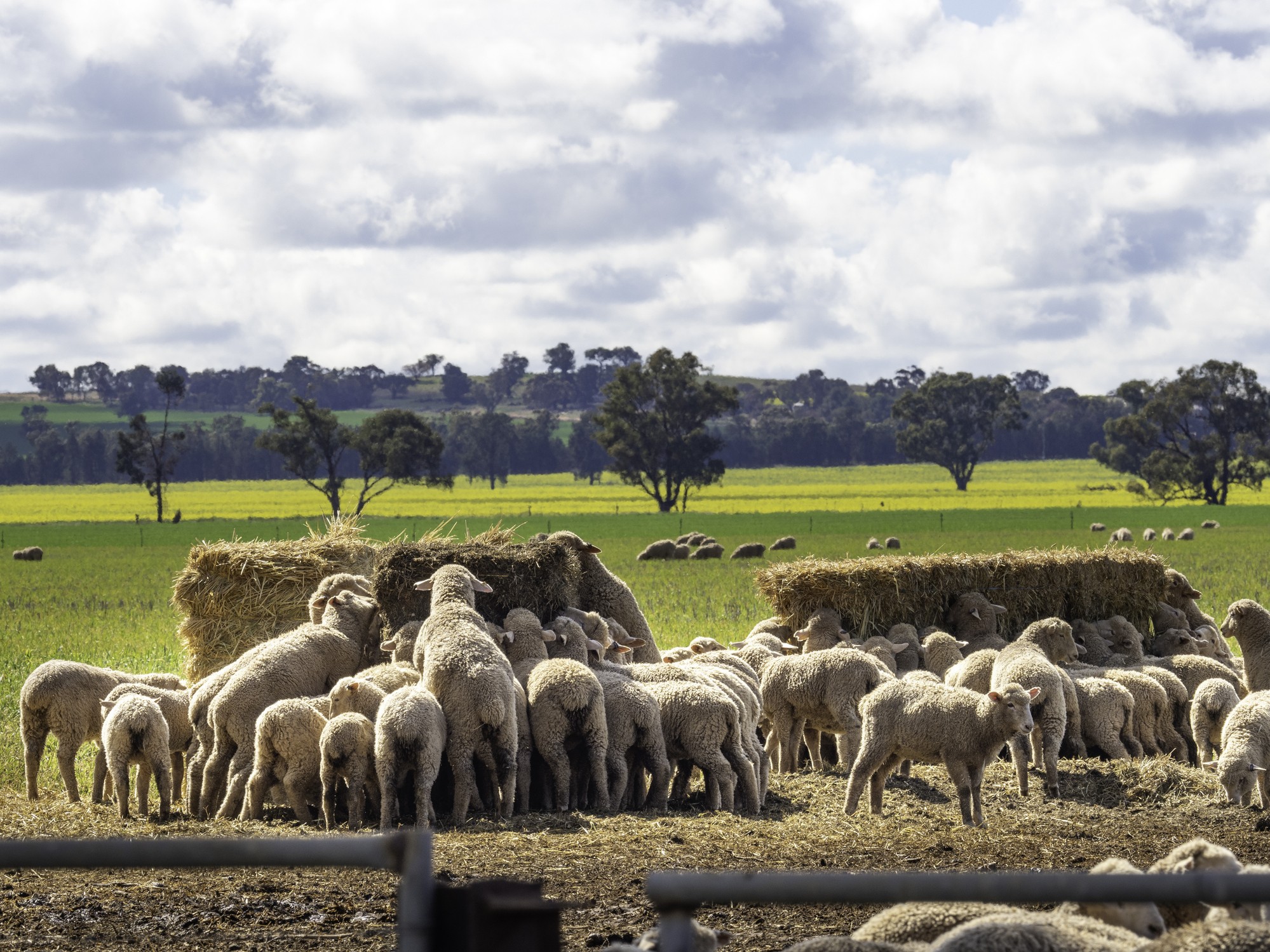 Securing the Legacy: Three Keys to Successful Farm Succession